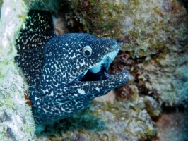 IMG 3680 Spotted Moray Eel